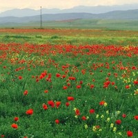 Sedide Akbulut