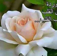 سجاد الصباغ