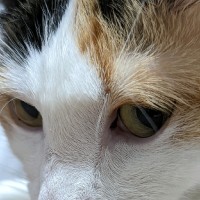 Yuki Mineyoshi