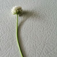 MAJEEDAH ASHIM IDRIS