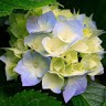 Rose Tocmo