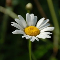 Margriet Den Hartog