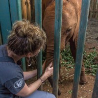 Anna Schumann RVN BSc (Hons) CertVNECC