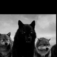 Flavio Miguel de Jesus