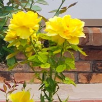 Celia Cartwright-McCarthy