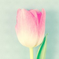 郭志晨