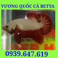 Vuongquoc Cabetta
