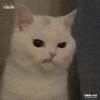 Bùi Gia Bảo