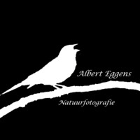 Albert Eggens