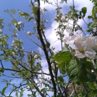 مرتضی محمدزاده