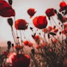 Hello Guys