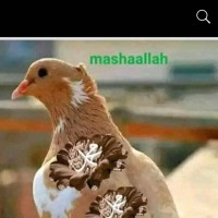 Sk Arafat Hossain