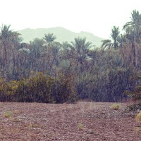 زبن الشمري