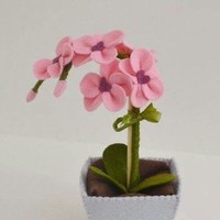 ANNA MARIA BOSTICCO