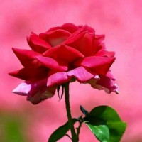Jyothish Jyothish