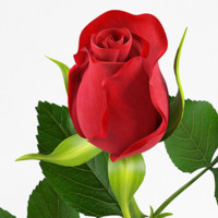 Sonal More