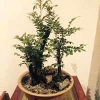 冉小波