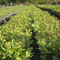 Rosemary Preuss Wegner