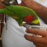Hari G