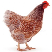 jeff hen