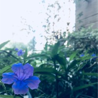 谭成军