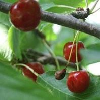 st. Ben & Cherry's (Hoogstamfruit Bruchem)