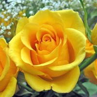 Rose Chatman