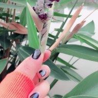 石金燕