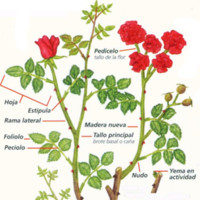 Postcosecha Albraroses