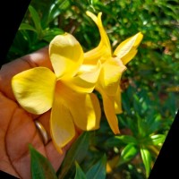 divya Manjamalai