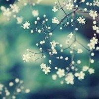 黄莉花
