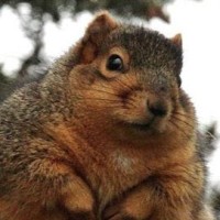 Fat Squirrel