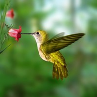 Deborah Martinez Granger