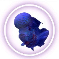 Mr Vynnn