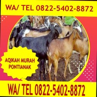 Jasa_aqiqah_ptk Call