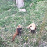 秦子婷