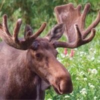 Moose Morris