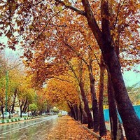 رضا حمیدزاده