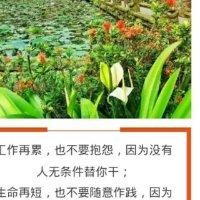 叶的忧