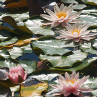 Andrea Caroline Beyer