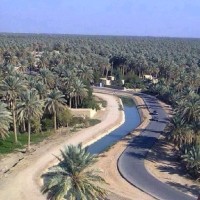 هاني أحمد
