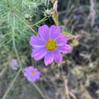 杨志芳