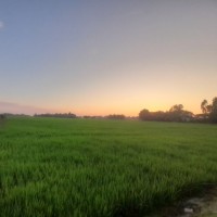 Am Mannan