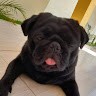 carlos alberto correa