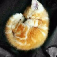 Hokagearriola Hokage