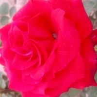 Miss Zainab