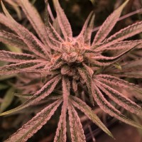 Tracy-- CTLite (LED grow light)(LED aquarium light)