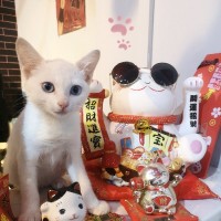 林嘉鹏