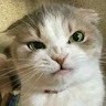 Mad Cat