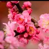 N Lalitha